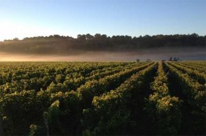 bordeaux2013harvest-630x416, Invest into Wine, Sure Holdings, Fine wine Investment, Good Returns, Bordeaux